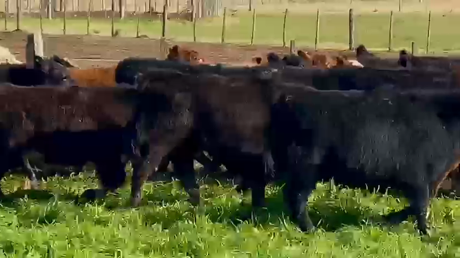 Lote 70 Terneros en Dolores, Buenos Aires