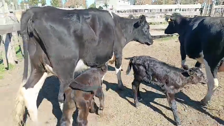 Lote 2 Vaquillonas  a remate en Pantalla Aniversario - Escritorio Camy 400kg - , San José