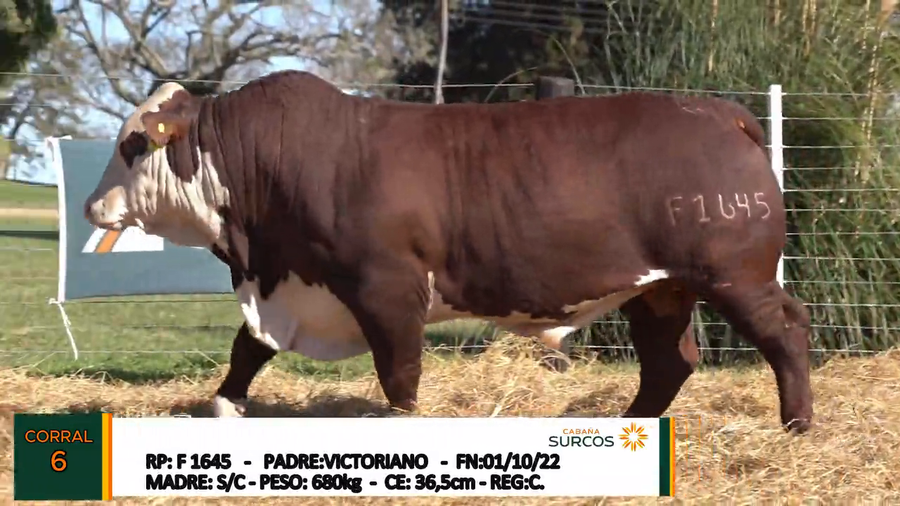 Lote TOROS BRAFORD, Cabaña &quot;SURCOS&quot;