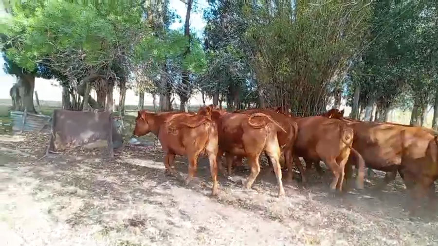 Lote VACAS ENTORADAS
