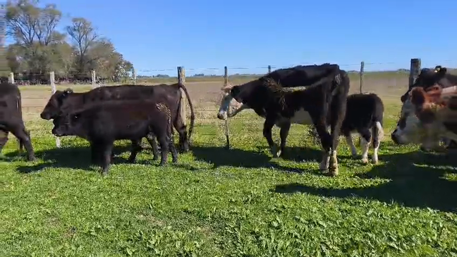 Lote 25 Vacas PREÑADA Y PARIDA