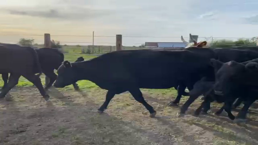 Lote 16 Vacas CUT preñadas en Corrientes, Curuzú-Cuatiá