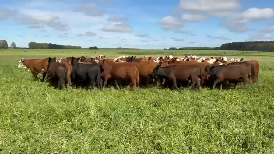 Lote 88 Novillitos