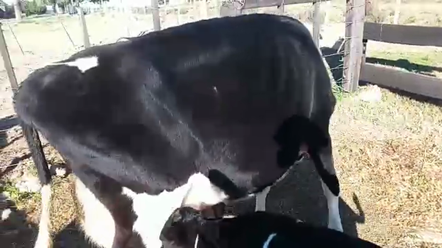 Lote 2 Piezas de cría a remate en PANTALLA CAMY 480kg - , San José