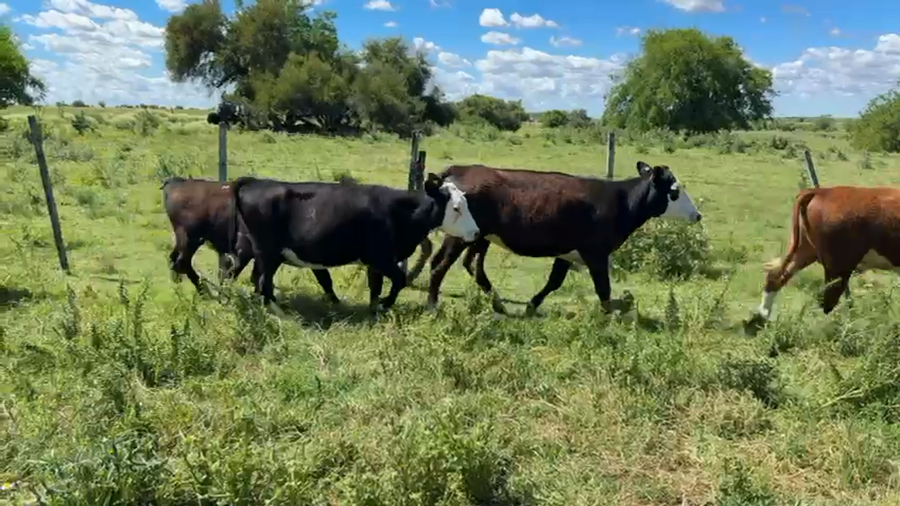 Lote TERNEROS Y TERNERAS