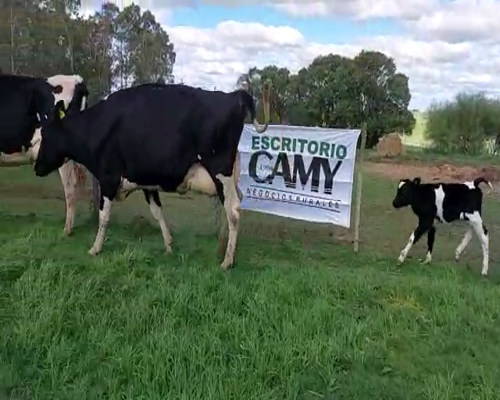 Lote 2 Vaca HOLANDO a remate en Remate Elite por Pantalla de Ganado Lechero 550kg - , San José