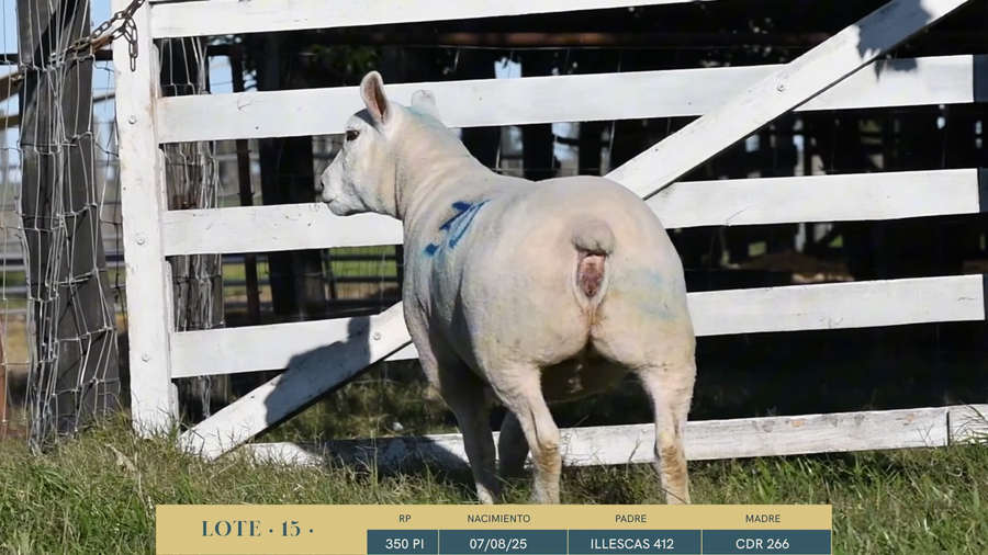 Lote Lote 15