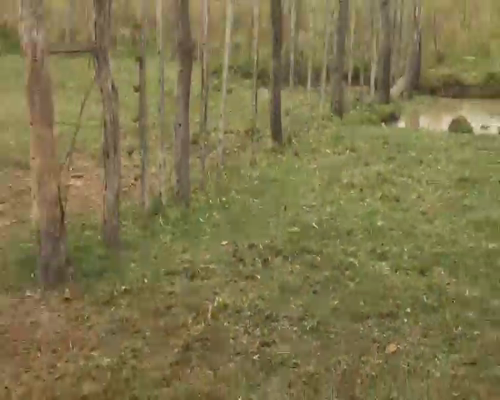 Lote 58 Vacas en San Miguel, Corrientes