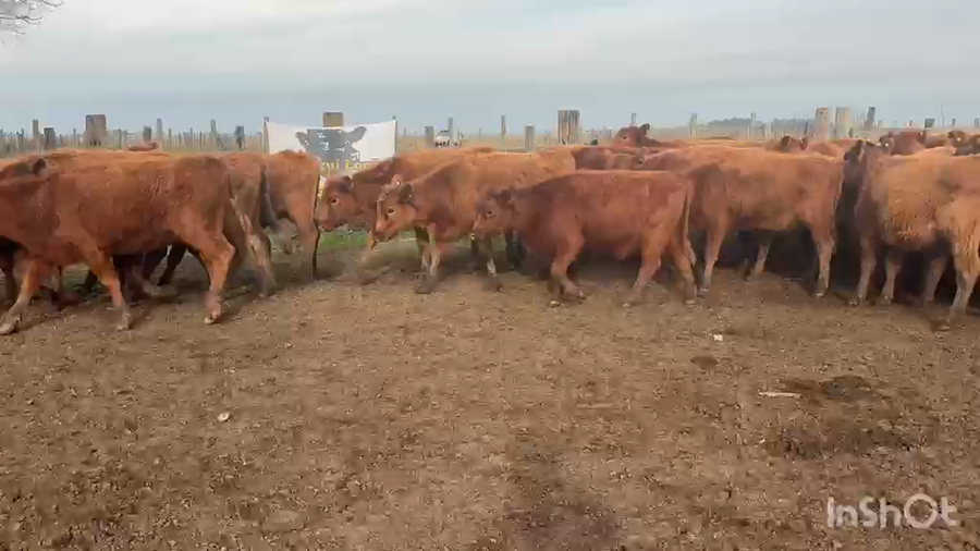 Lote 60 Terneras