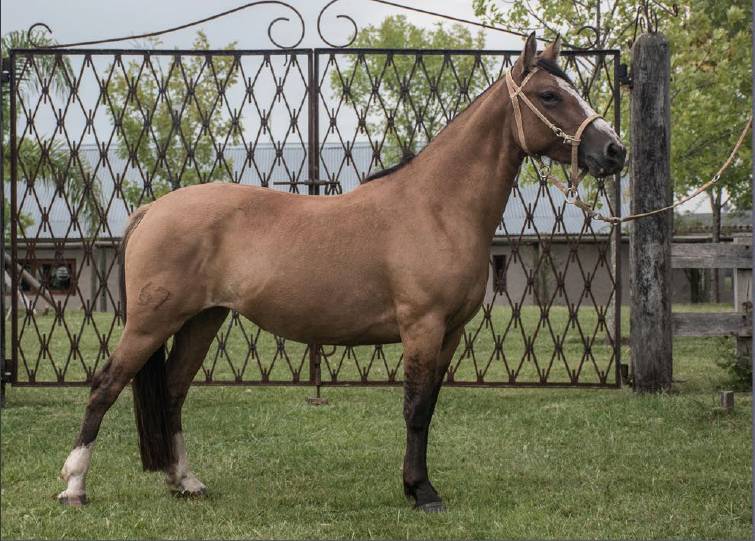 Lote TOBOGAN LUNA LLENA