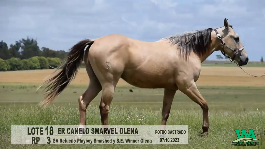 Lote ER CANELO SMARVEL OLENA
