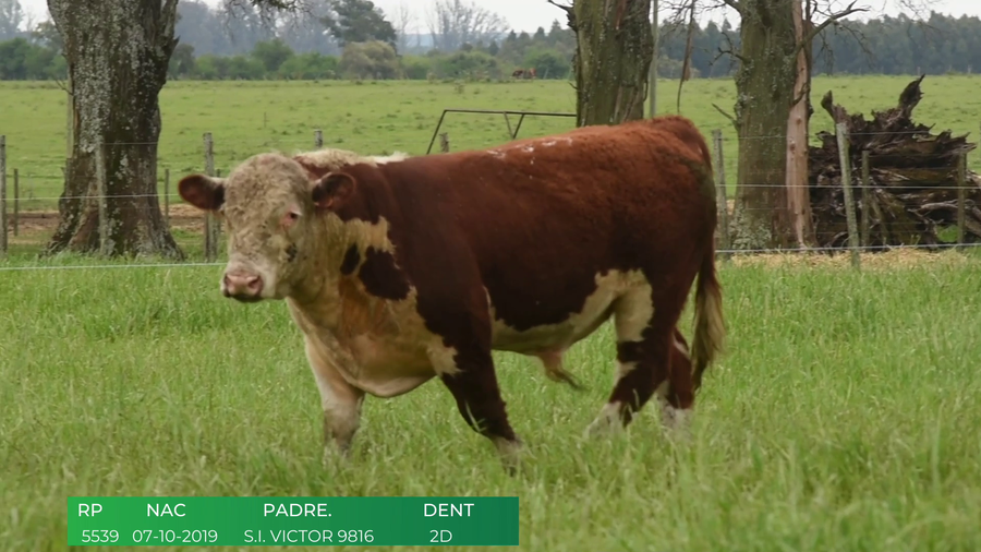 Lote Toros POLLED HEREFORD a remate en 4º  Remate  Anual Cabaña El Treból en Liga de Trabajo de Guichón