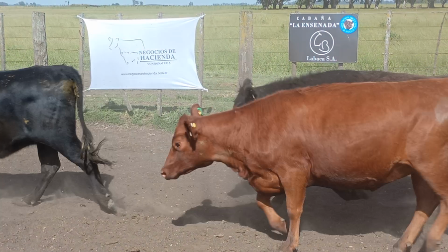 Lote 33 Vaquillonas preñadas en Buenos Aires, Loberia