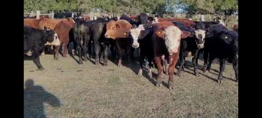 Lote 35 Terneros/as en Villaguay, Entre Ríos