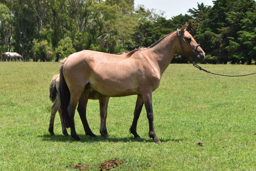 Lote RP 71 - FIGURA TABORDA