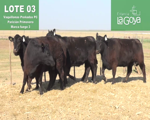 Lote VAQUILLONAS PREÑADAS PC PARICIÓN PRIMAVERA