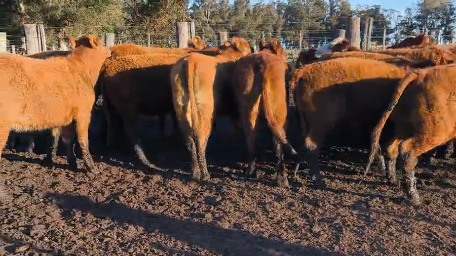 Lote 23 Vaquillonas