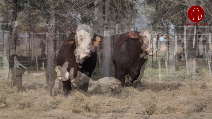 Lote BRAFORD EL ALJIBE