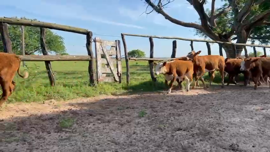 Lote 70 Terneros en Corrientes, Tabay