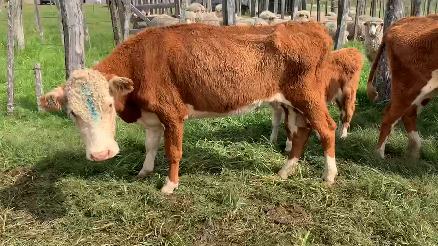 Lote 18 Piezas de cría en Tupambaé, Cerro Largo