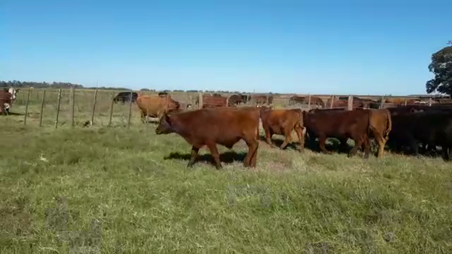 Lote 30 Terneros/as en Coronel Martínez de Hoz, Buenos Aires