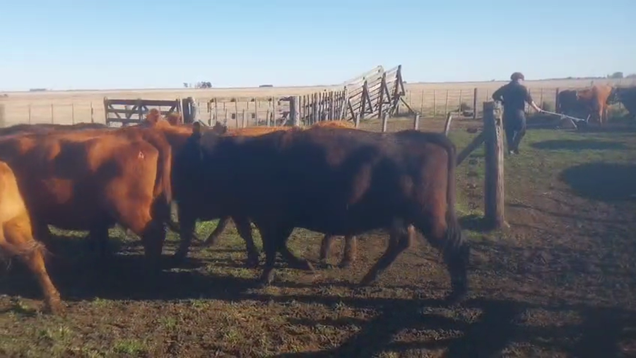Lote 14 Vacas CUT preñadas