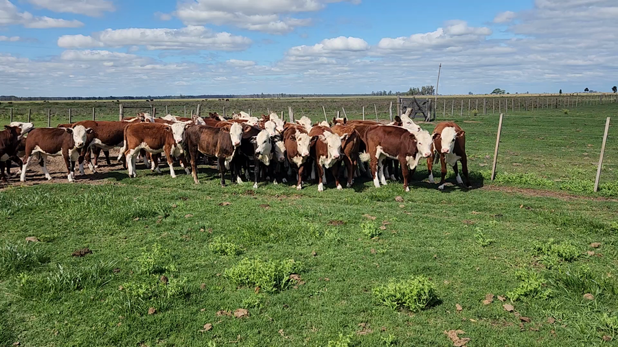 Lote 115 Terneros/as en Esquina, Corrientes