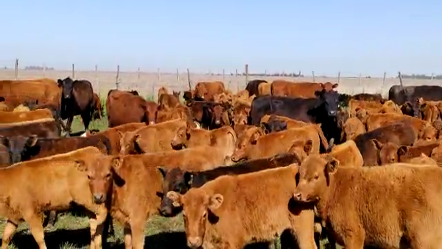 Lote 100 Terneros en Buenos Aires, Gral. Lamadrid