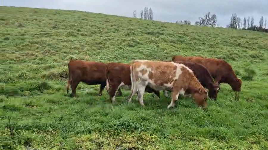 Lote 55 Vaquilla Engorda en Osorno, X Región Los Lagos