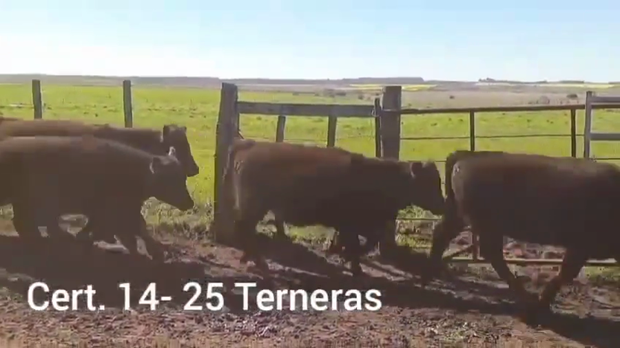 Lote TERNERAS