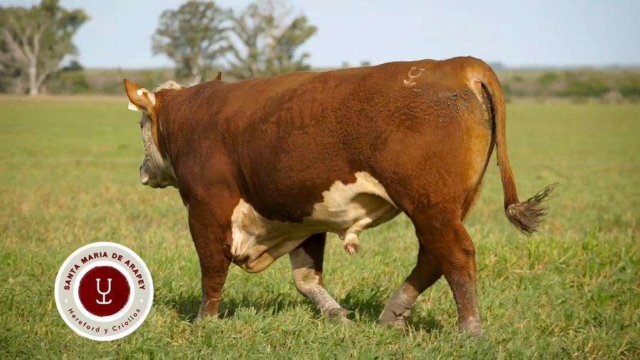 Lote TOROS SANTA MARIA DE ARAPEY