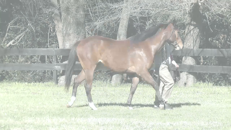 Lote AMADA TIME (ANNALS OF TIME -  AMORCETE)