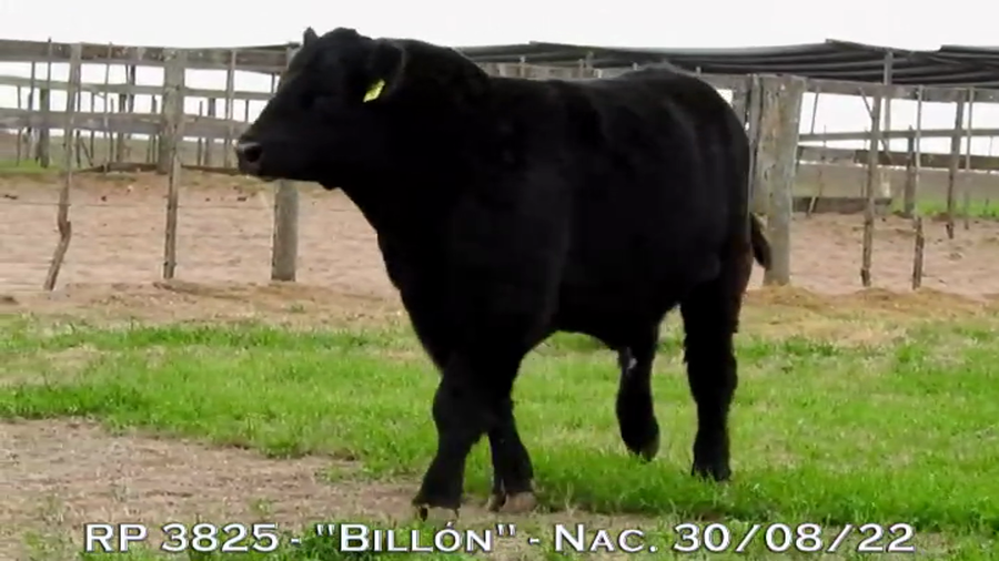 Lote TOROS PUROS DE PEDIGREE