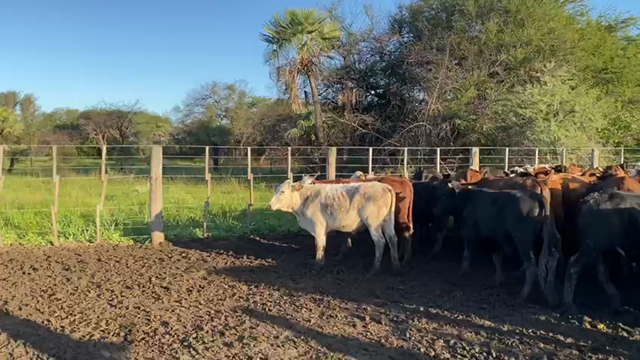 Lote 120 Terneros en Pto. Eva Perón, Chaco