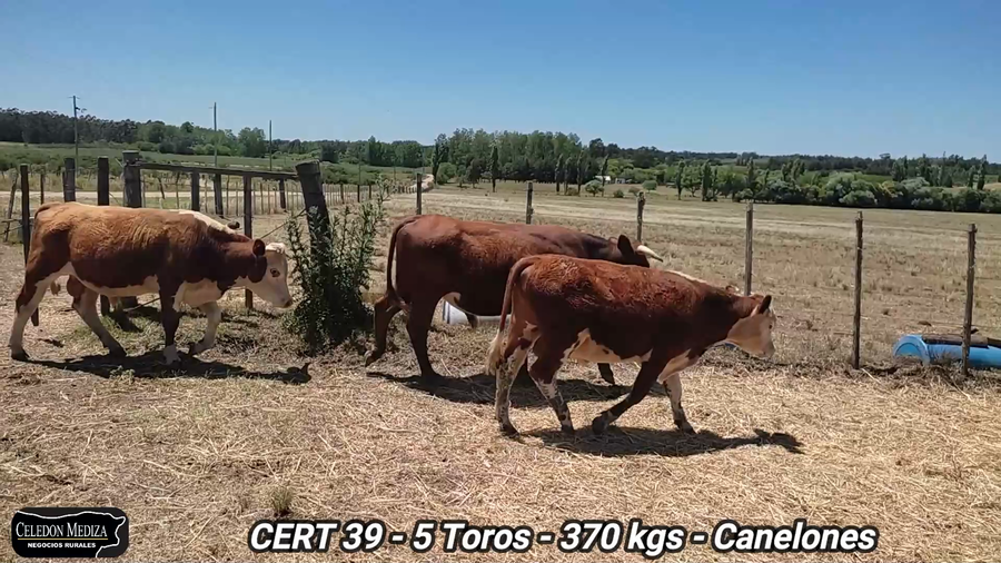 Lote 5 Toros en Canelones