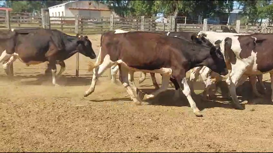 Lote 47 Novillos Holando a remate en Pantalla Camy en Tupambae