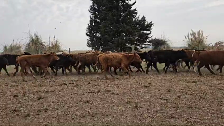 Lote 118 Terneros/as en Marcos Juárez, Córdoba