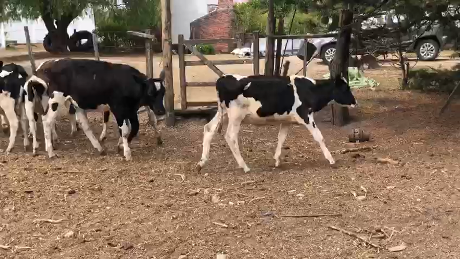 Lote 9 Terneros Holando