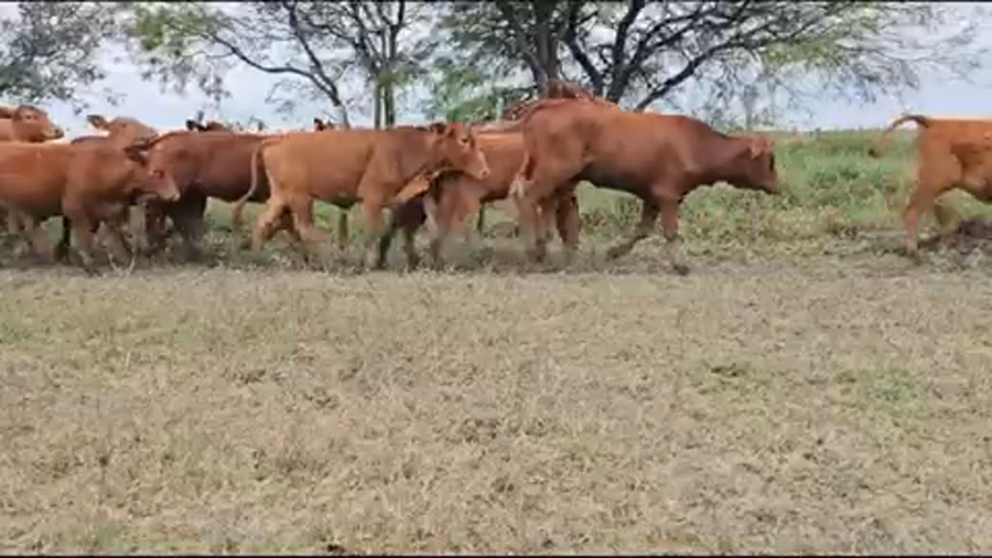 Lote 145 Terneras en Pirané, Formosa