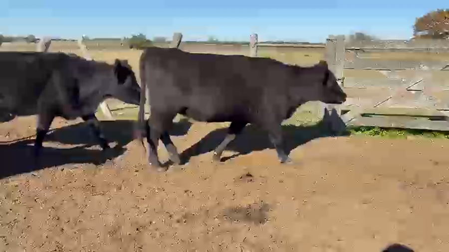 Lote 105 Vaquillonas C/ gtia de preñez en Entre Ríos, Urdinarrain