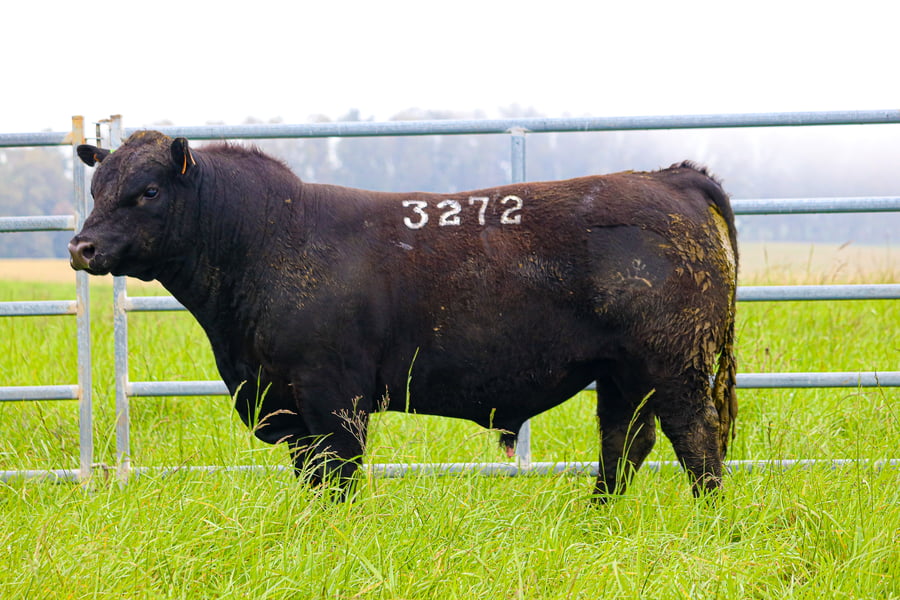 Lote ABERDEEN ANGUS SA - Angus NEGROS