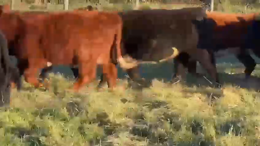 Lote 70 Terneras en Dolores, Buenos Aires