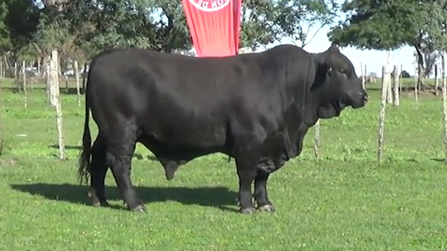 Lote TORO BRANGUS