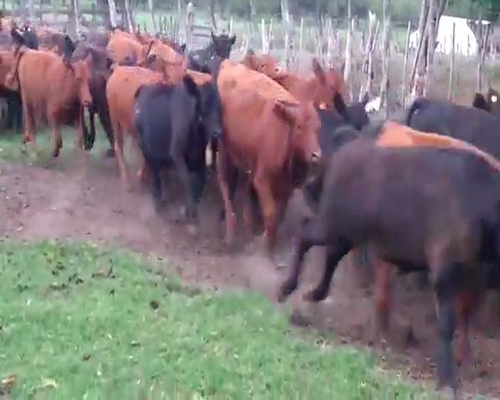 Lote 140 Terneros/as en Santa Elena, Entre Ríos