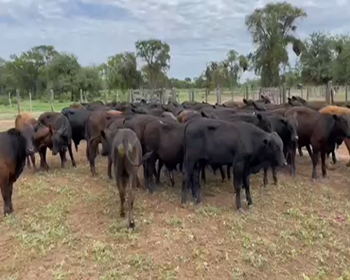 Lote 60 Terneros/as en Sol de Julio, Santiago del Estero