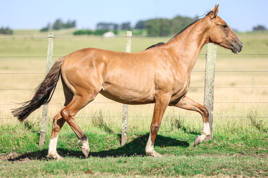 Lote LA CASTELLANA RONDA CHICA