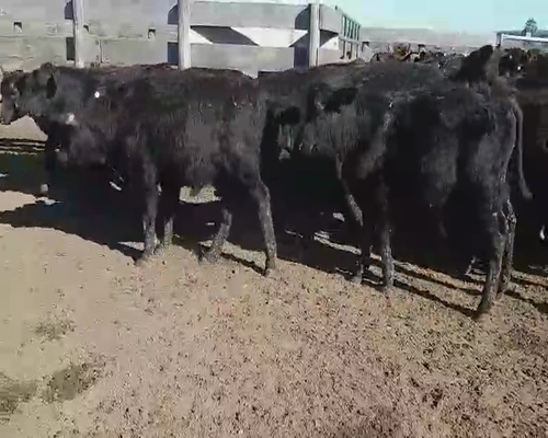 Lote 70 Terneros en Villaguay, Entre Ríos