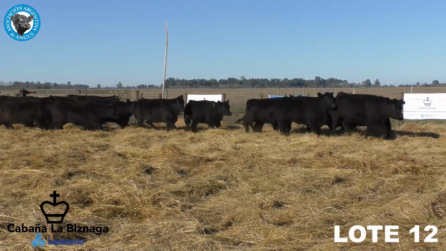 Lote 15 VAQUILLONAS ANGUS MAS