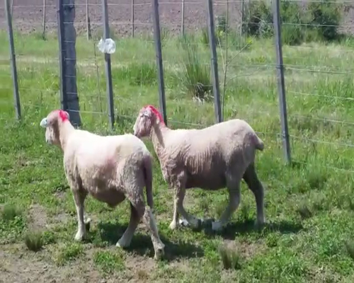 Lote (Vendido)2 Borregos 45kg -  en PARAJE ZUNIN