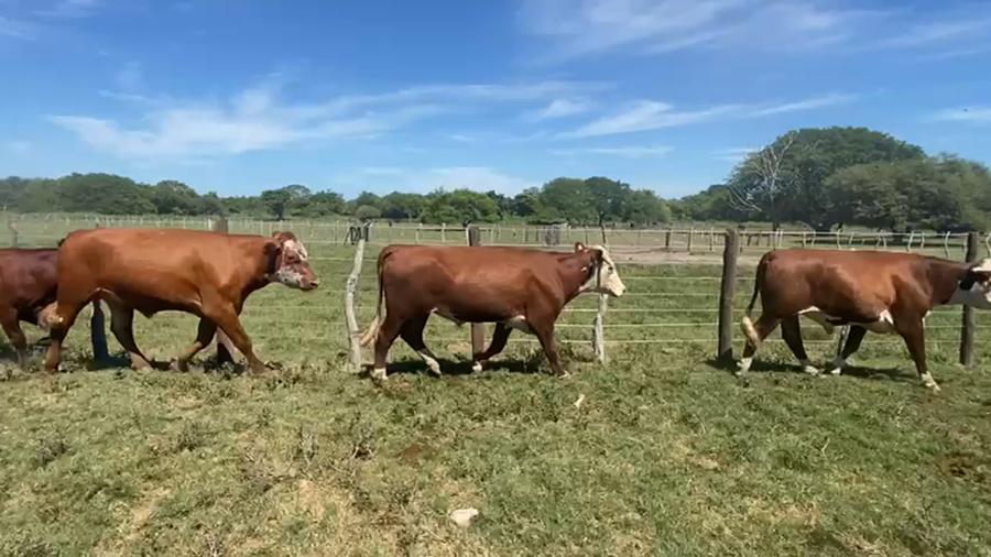 Lote 25 Novillos en Goya, Corrientes